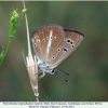 polyommatus ripartii altyagach male5